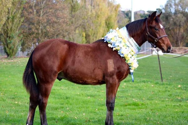 All Breeds Show Society spring carnival Dark Brown Horse with ribbons around neck