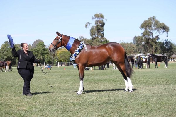 All Breeds Show Society spring carnival Winning Horse with blue ribbons