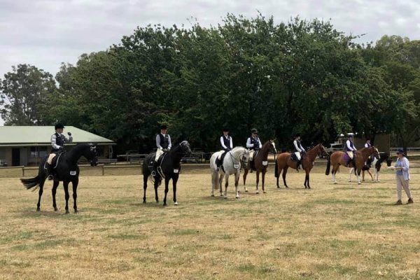 All Breeds Show Society Horses In Line spring carnival
