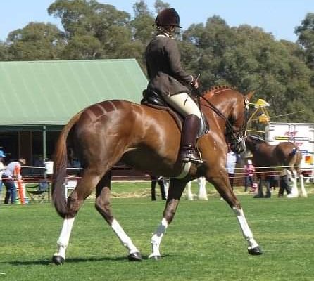 All Breeds Show Society spring carnival Riding Brown Horse