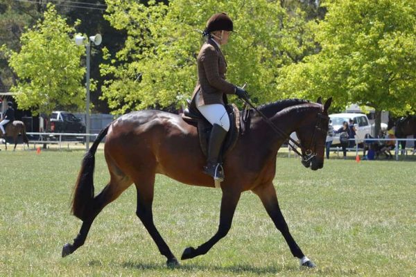 All Breeds Show Society spring carnival Riding Horse