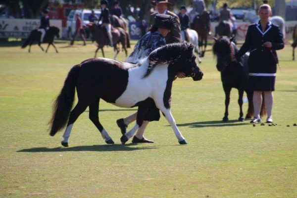 All Breeds Show Society spring carnival Showing Horse