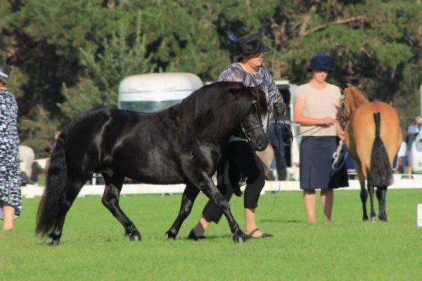 All Breeds Show Society spring carnival Showing Dark Horse