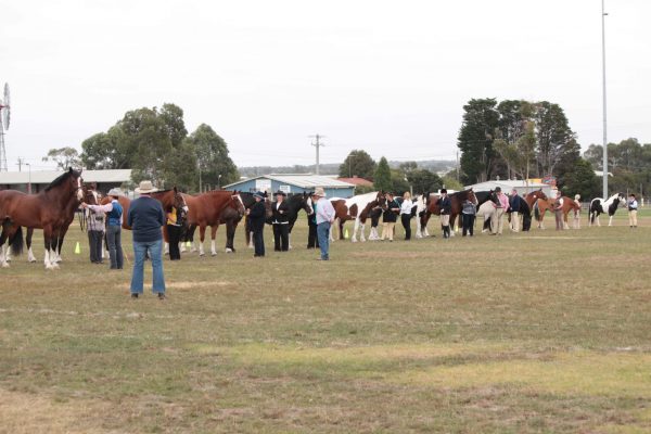 All Breeds Show Society spring carnival judging horses in line