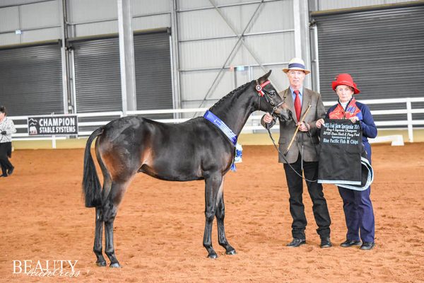 All Breeds Show Society Foal Show Spectacular