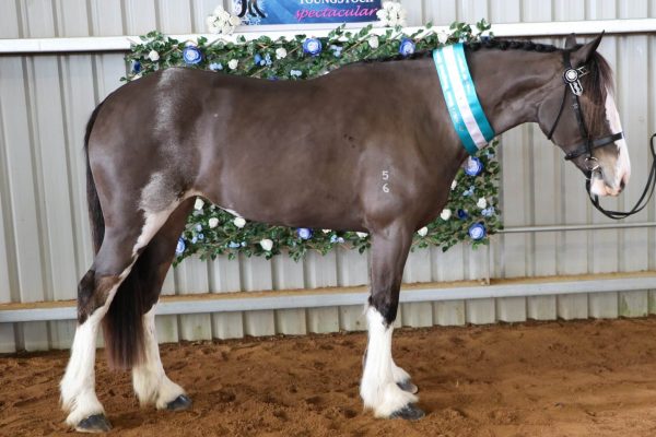 All Breeds Show Society Winter Youngstock Spectacular Winner